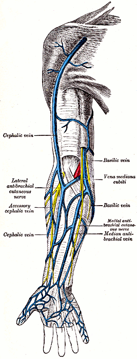 Figure 9-39 Superficial veins