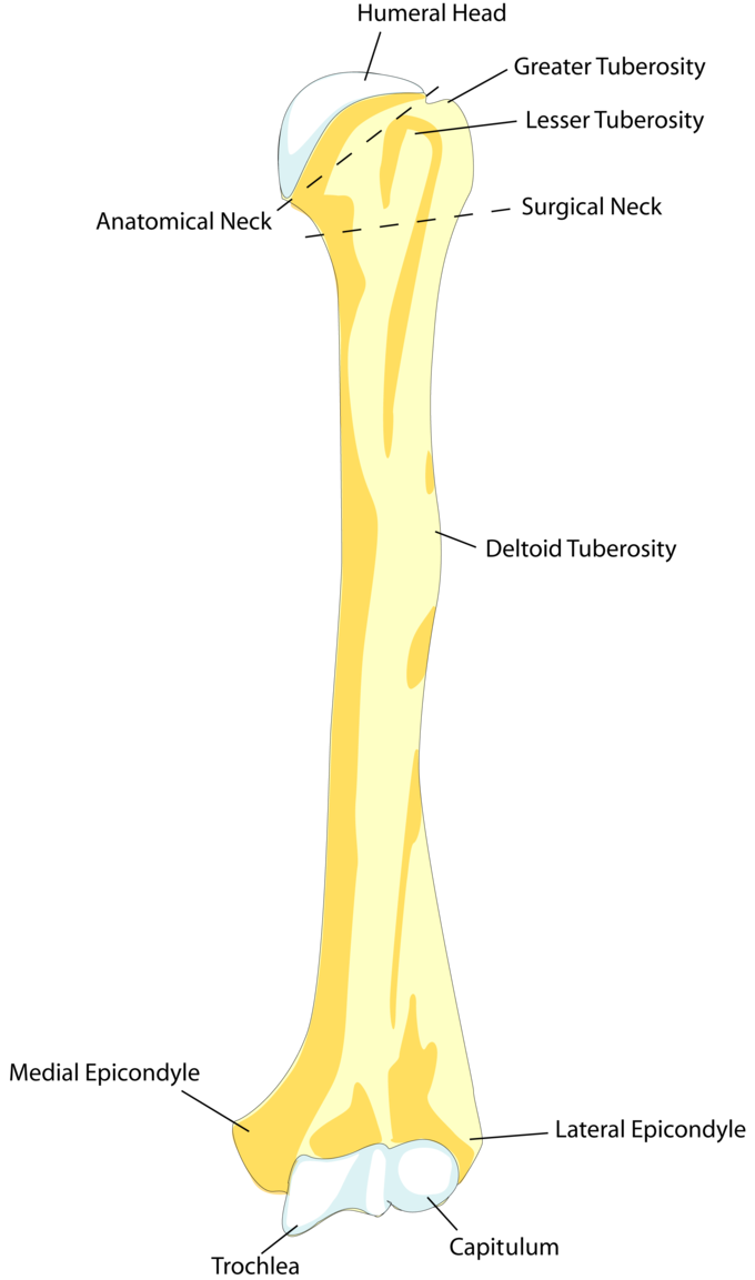 This Drawing Of The Humerus Shows How It Attaches Proximally To The Scapula (Shoulderblade) - Upper Limbs, Transparent background PNG HD thumbnail