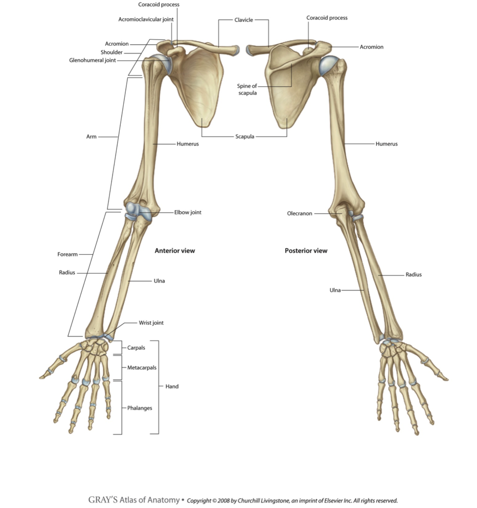 File:Upper limb Nervous syste