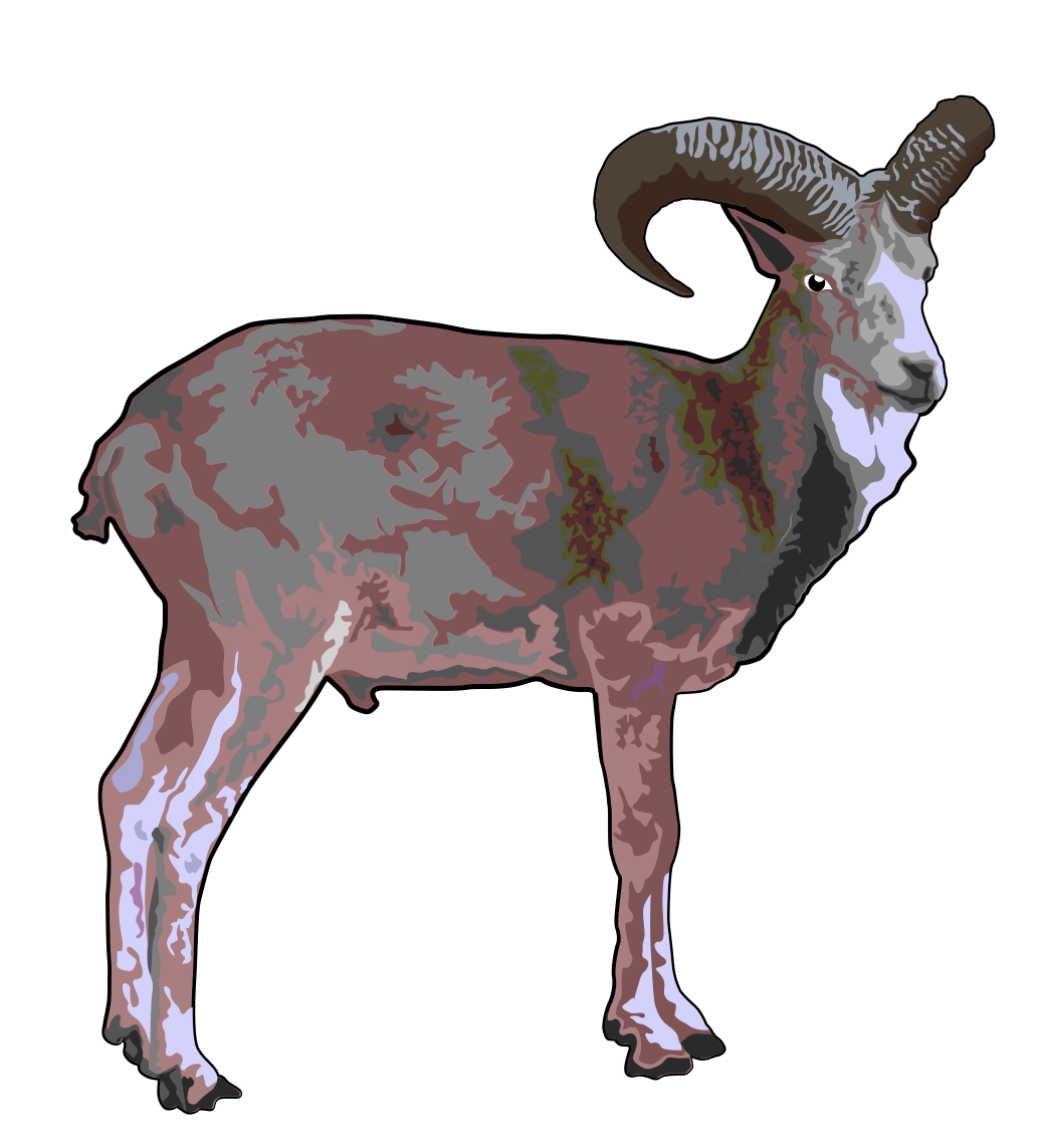 funny urial or wild sheep car