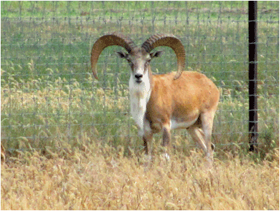 24 Month Old Transcaspian Urial With All White Neck Mane. This Is What You Want To Breed For. - Urial, Transparent background PNG HD thumbnail