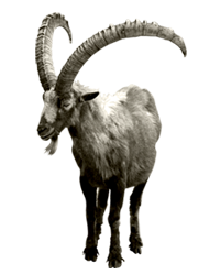 $30,000 - Urial, Transparent background PNG HD thumbnail