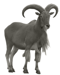 Aoudad Ewe - Urial, Transparent background PNG HD thumbnail