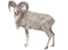 Transcaspian Urial - Urial, Transparent background PNG HD thumbnail