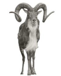 Transcaspian Urial - Urial, Transparent background PNG HD thumbnail