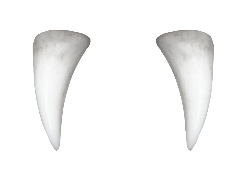 Vampire Teeth Png - Vampire Teeth With Pointed Tooth Png, Transparent background PNG HD thumbnail