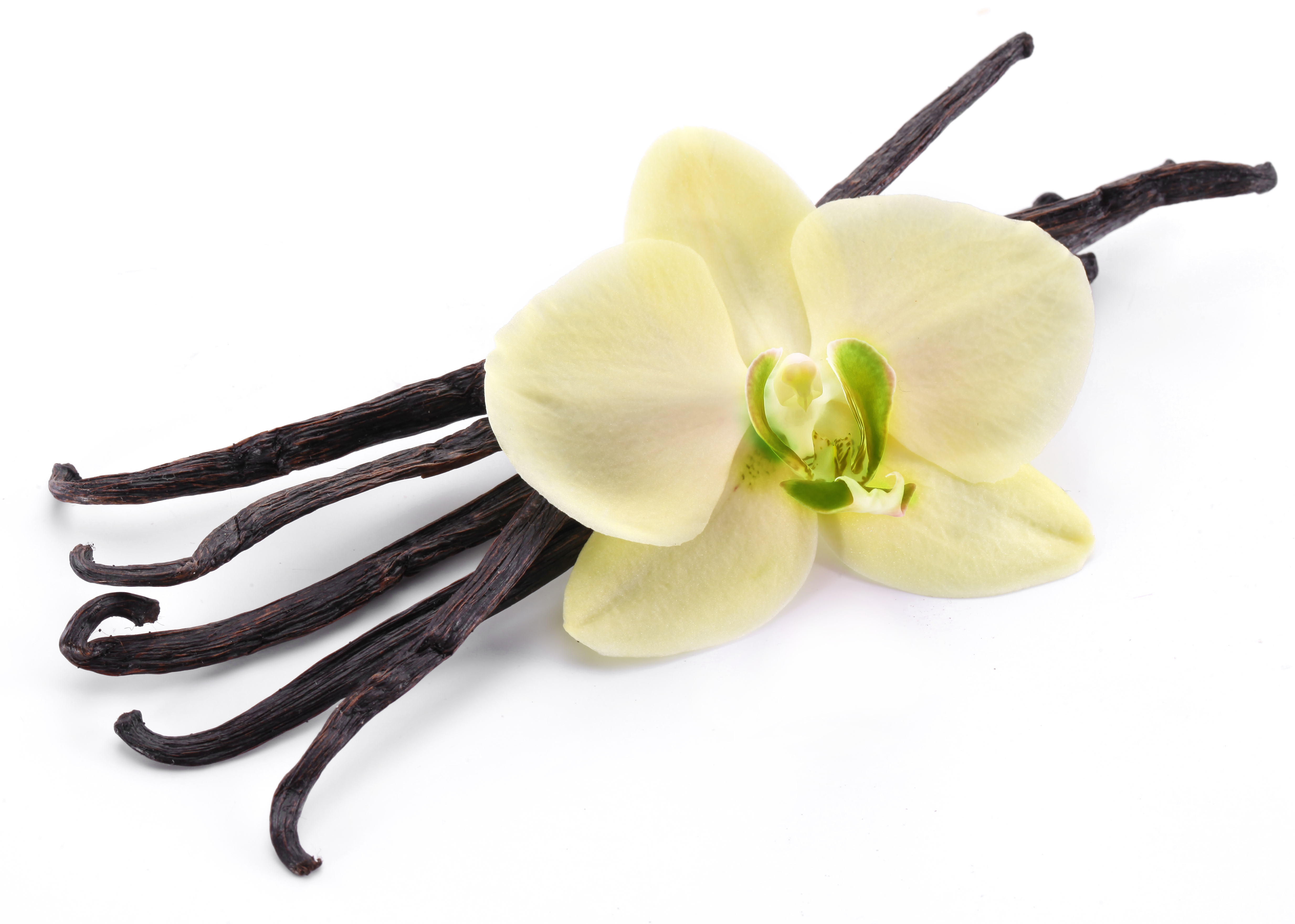 Images For U003E Vanilla Flower Png - Vanilla, Transparent background PNG HD thumbnail