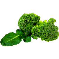 Green Broccoli Png Image Png Image - Vegetable, Transparent background PNG HD thumbnail