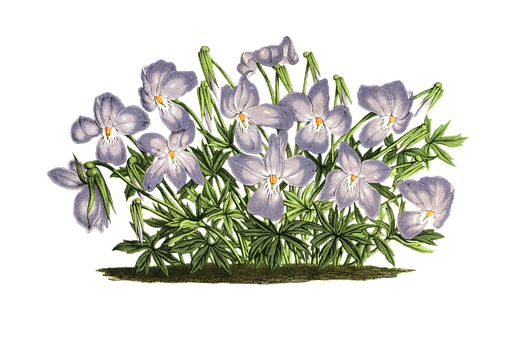 Veilchen, Pflanze, Blüten, Isoliert - Veilchen, Transparent background PNG HD thumbnail