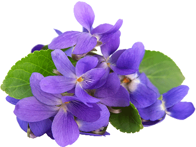 Violets    Flavors . - Veilchen, Transparent background PNG HD thumbnail
