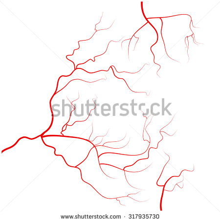 Set Of Human Eye Veins, Red Blood Vessels, Blood System. Vector Illustration Isolated - Veins, Transparent background PNG HD thumbnail