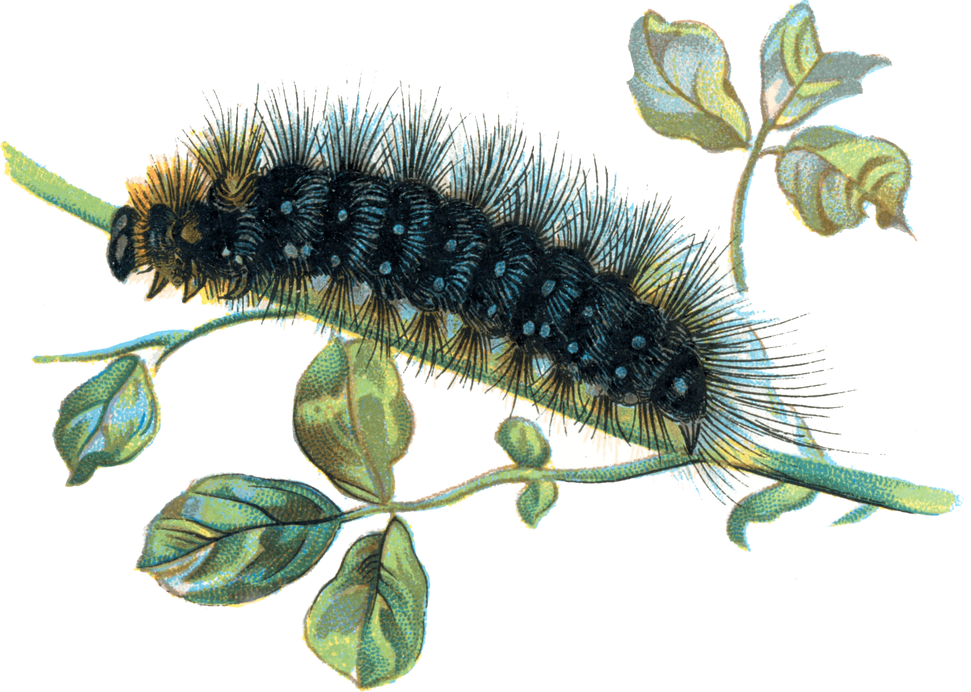 Caterpillar On Branch - Very Hungry Caterpillar, Transparent background PNG HD thumbnail