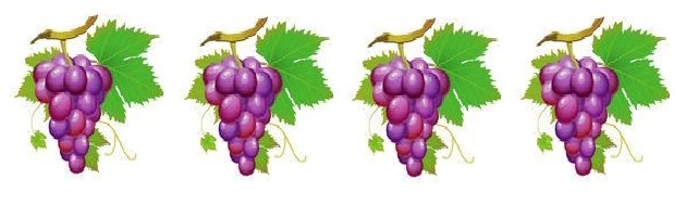 6 Grape Vine Border - Vine And Branches, Transparent background PNG HD thumbnail