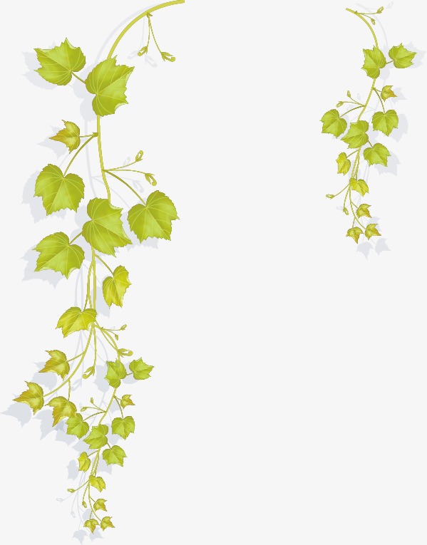 Cartoon Fresh Vine Branches, Cartoon, Fresh, Vine Png And Vector - Vine And Branches, Transparent background PNG HD thumbnail
