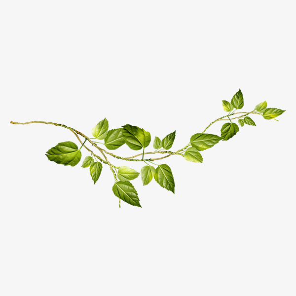 Creative Green Vines, Leaves, Green, Environmental Protection Png Image And Clipart - Vine And Branches, Transparent background PNG HD thumbnail