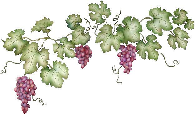 Grape Vines   Google Search - Vine And Branches, Transparent background PNG HD thumbnail