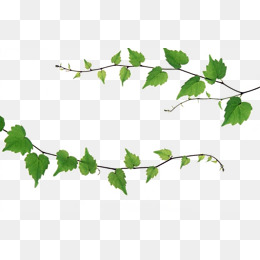 Ivy Vines, Plant, Green, Ivy Png Image And Clipart - Vine And Branches, Transparent background PNG HD thumbnail