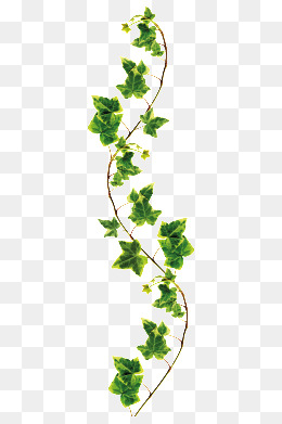 . Hdpng.com Vine, Branches Png Image And Clipart. Plant - Vine And Branches, Transparent background PNG HD thumbnail