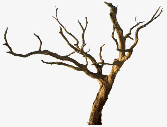Withered Trunks And Branches, Tree Rattan, Vine, Branches Png Image And Clipart - Vine And Branches, Transparent background PNG HD thumbnail