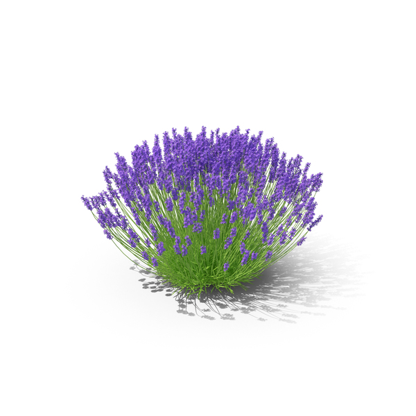 Lavender Bush Object - Violet Objects, Transparent background PNG HD thumbnail