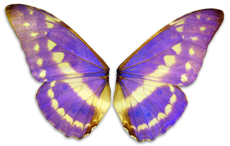 Violet Wings By Meltys Stock Hdpng.com  - Violet Objects, Transparent background PNG HD thumbnail