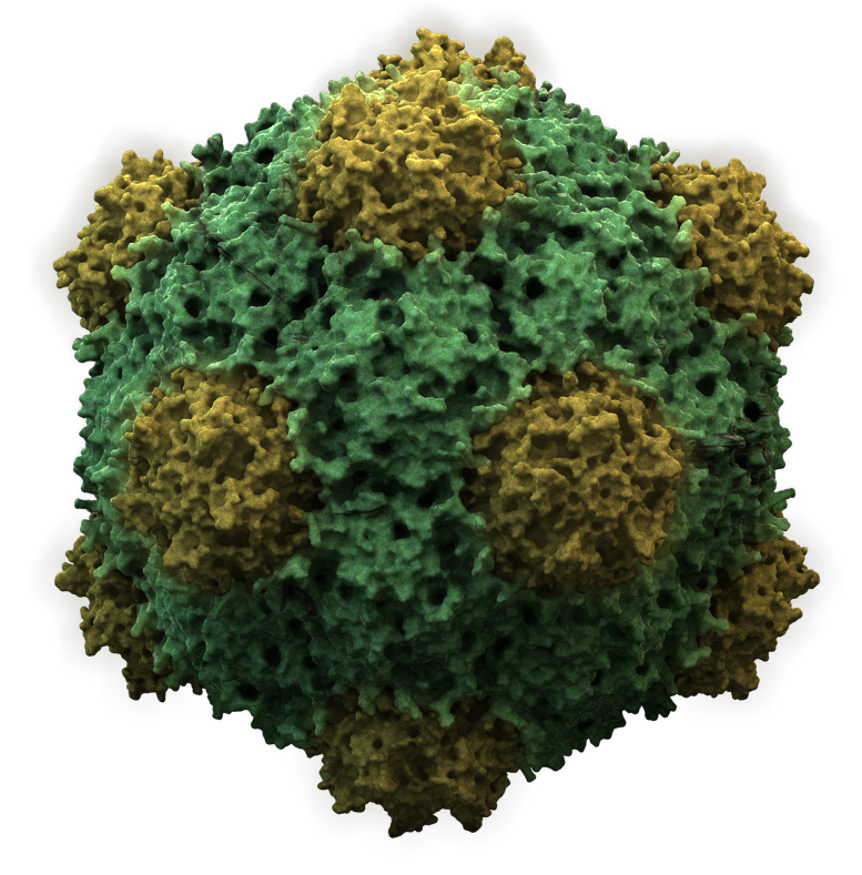 File:cowpeamosaicvirus3D.png - Virus, Transparent background PNG HD thumbnail
