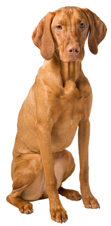 Why Choose A Vizsla To Be The Star Of Your Ecard? - Vizsla, Transparent background PNG HD thumbnail