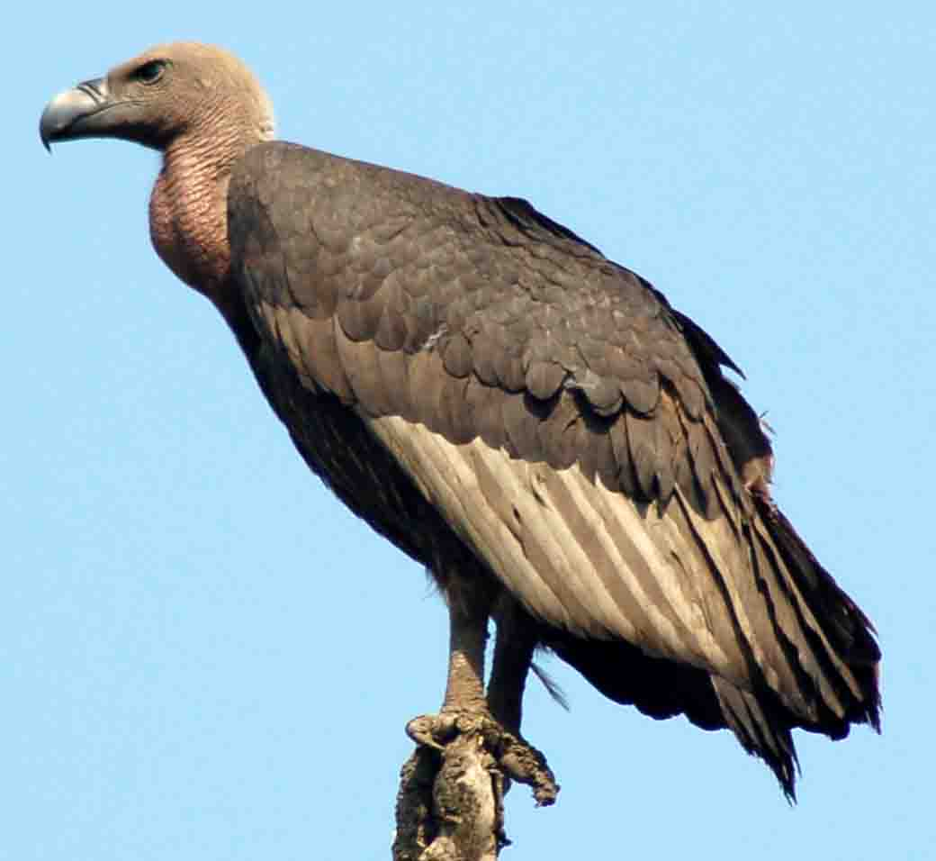 Vulture.png
