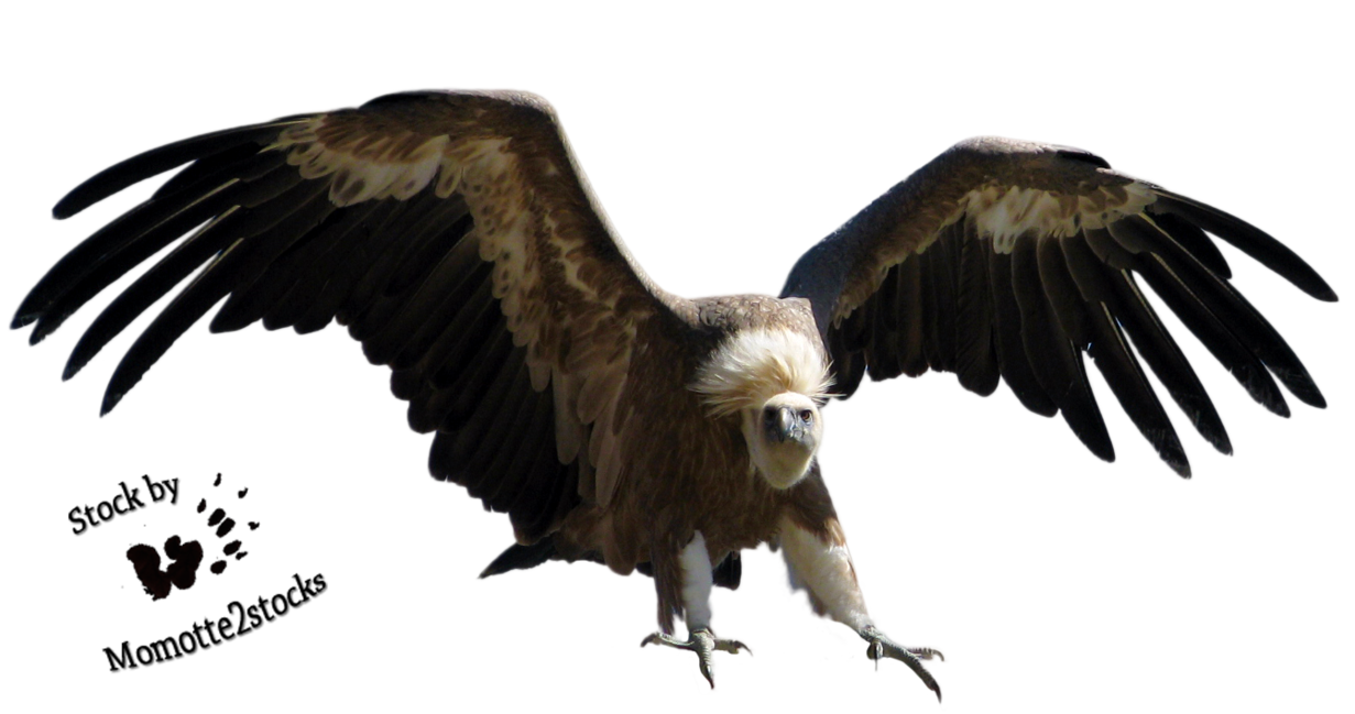 Vultures PNG Stock by Roy3D V