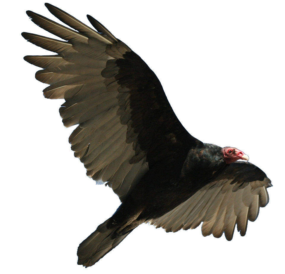 Zombie/Infected vulture adopt