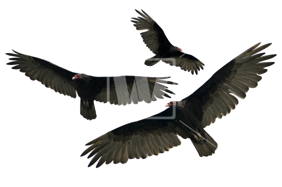Turkey Vulture Isolated - Vulcher, Transparent background PNG HD thumbnail