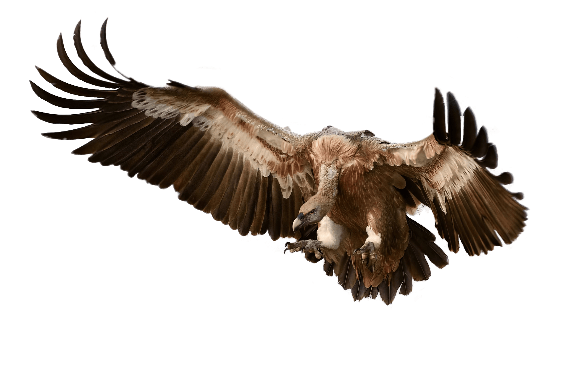 Vulture Attacking Its Prey - Vulcher, Transparent background PNG HD thumbnail