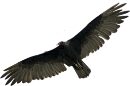 Vultures - Vulcher, Transparent background PNG HD thumbnail