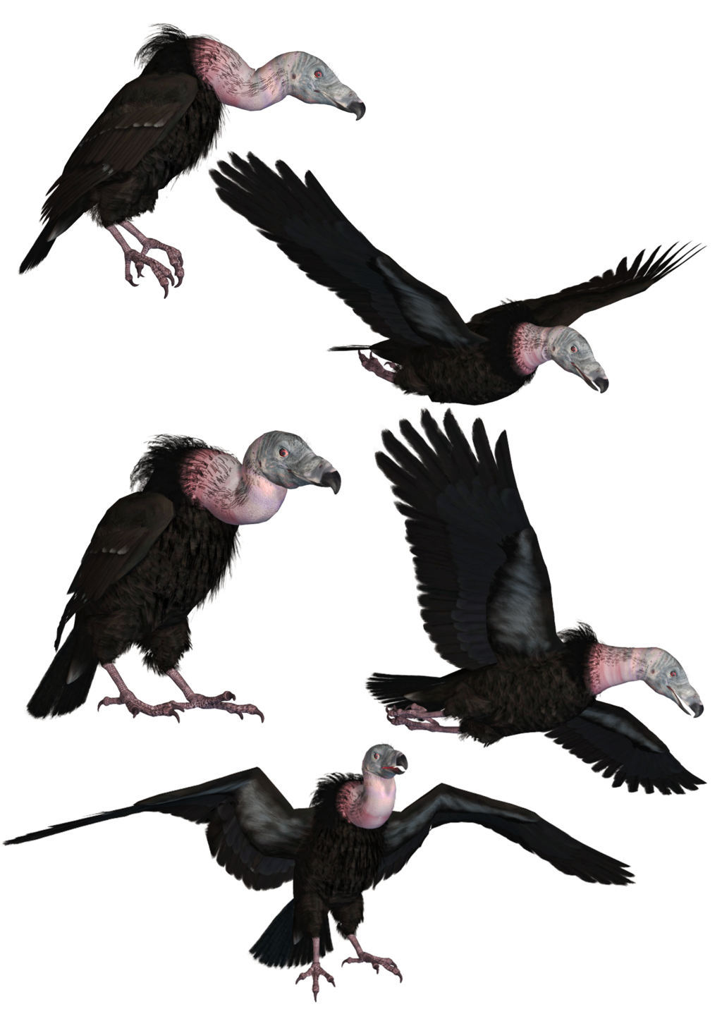 Vultures Png Stock By Roy3D Vultures Png Stock By Roy3D - Vulcher, Transparent background PNG HD thumbnail