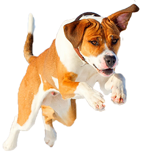 Get Free High Quality Hd Wallpapers Dog Images Hd Png - Walking The Dog, Transparent background PNG HD thumbnail