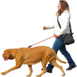 Png - Walking The Dog, Transparent background PNG HD thumbnail