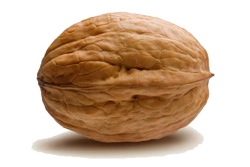Download Png Image   Walnut Png - Walnut, Transparent background PNG HD thumbnail