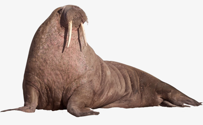 Walrus.png