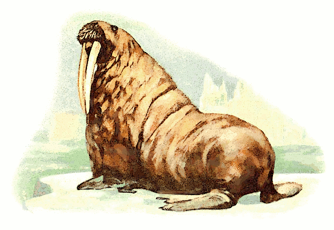 Walrus - Walrus, Transparent background PNG HD thumbnail