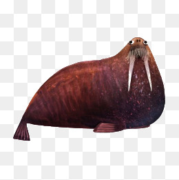 Walrus, Hand Painted, Cartoon, Ocean Png Image - Walrus, Transparent background PNG HD thumbnail
