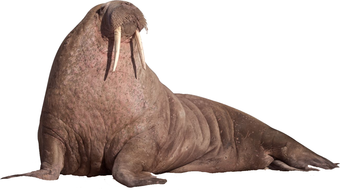 Antarctic walrus, Walrus, Ant