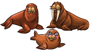 Walrus.png - Walrus, Transparent background PNG HD thumbnail