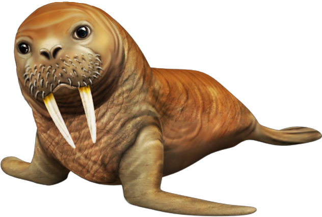 Walrus Png - Walrus, Transparent background PNG HD thumbnail