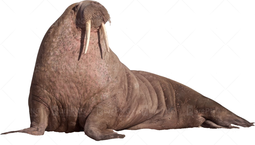 Walrus Calf Png Stock by Dire