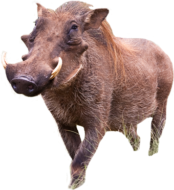 Buy It Now: - Warthog, Transparent background PNG HD thumbnail