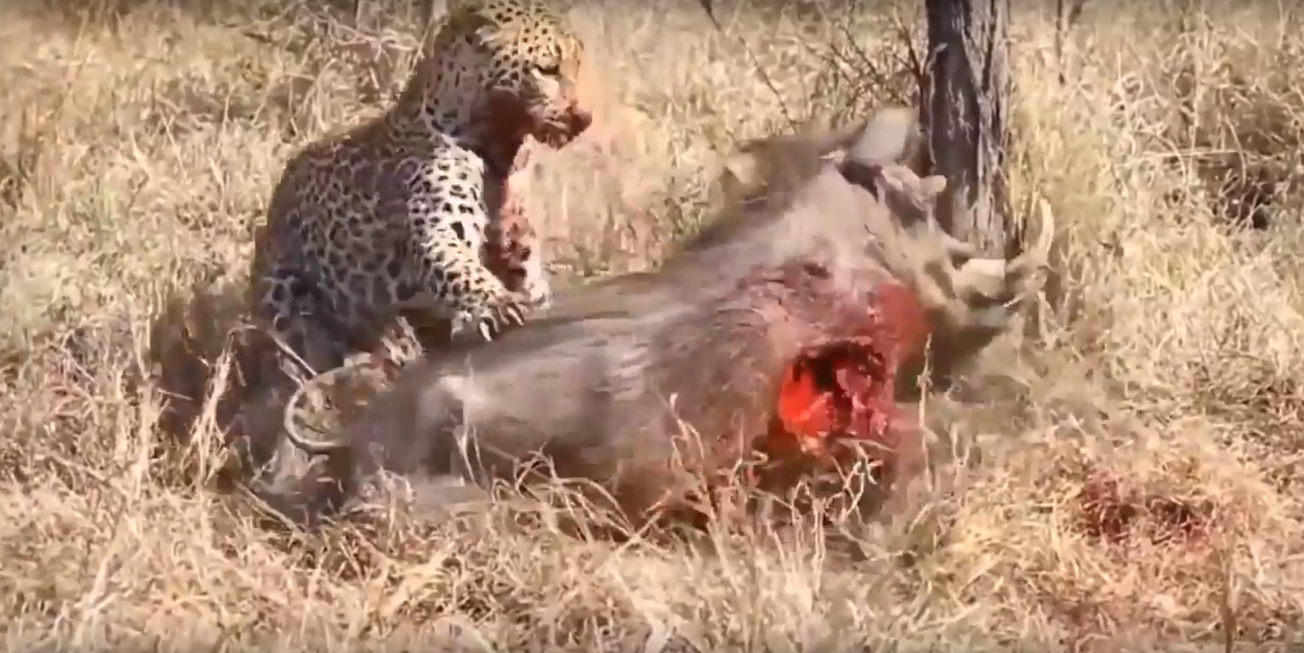 File:leopard Eats Alive Warthog ✰Amaizing Video Hd 3.png - Warthog, Transparent background PNG HD thumbnail