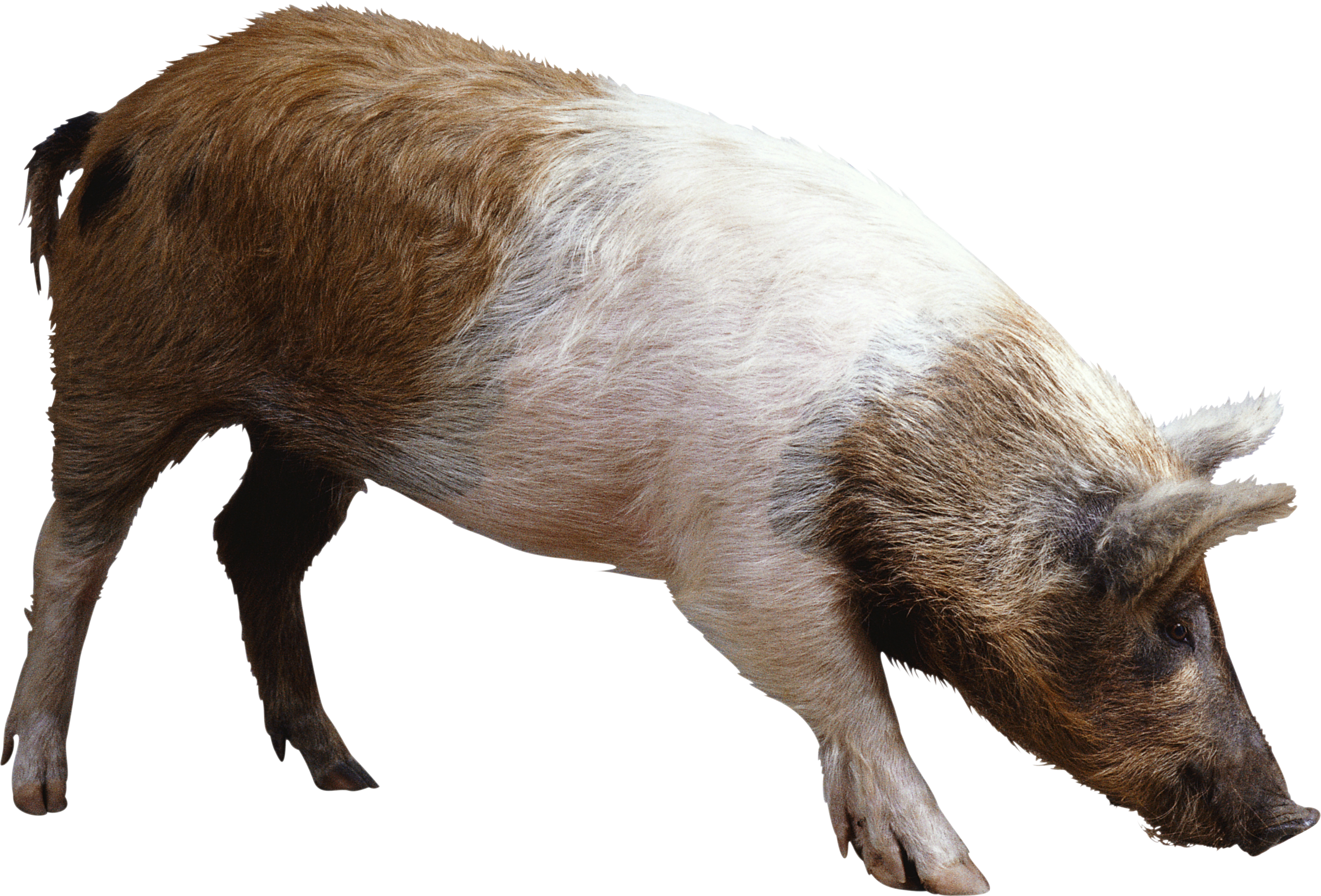 Pig Png - Warthog, Transparent background PNG HD thumbnail