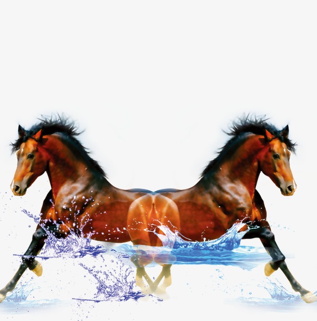 a running horse, Horse, Water