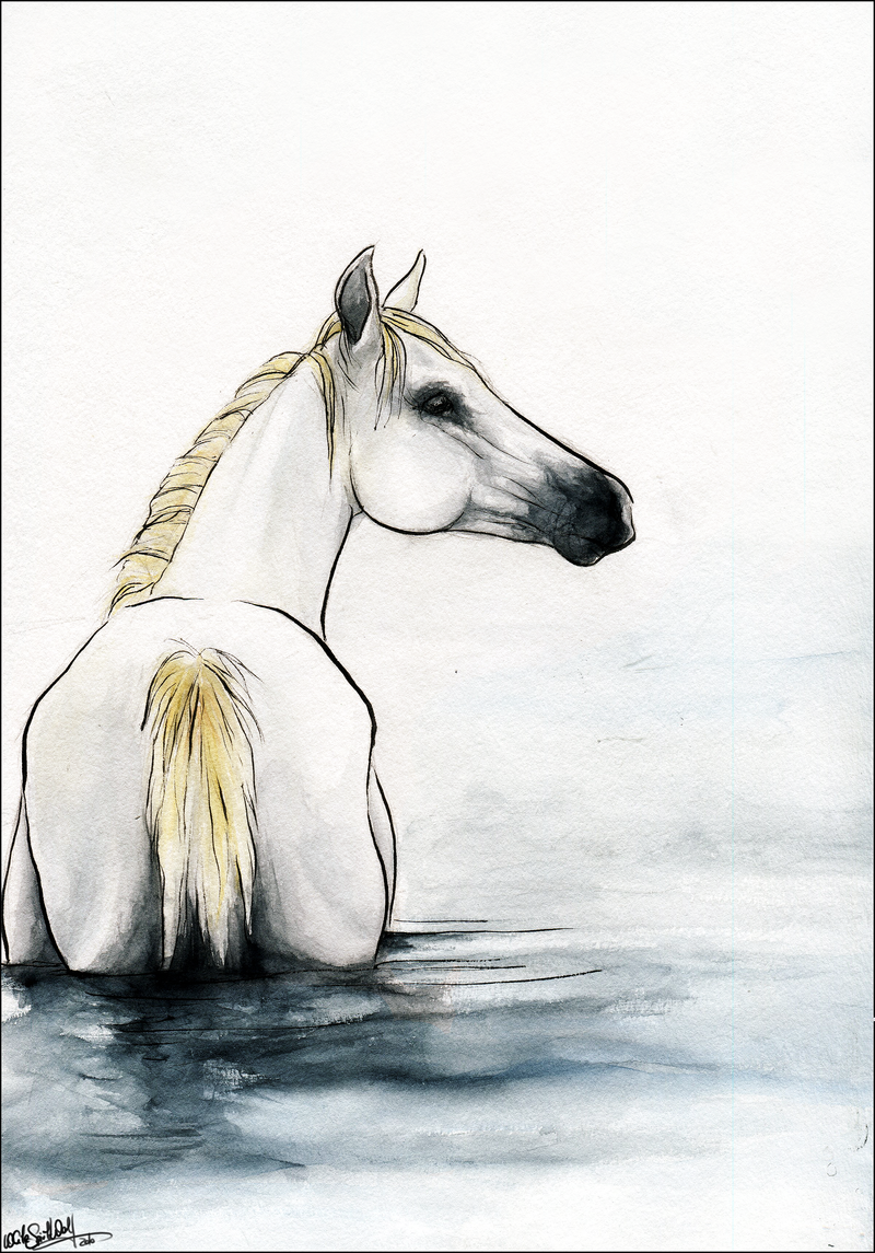 Water Horse:. By Whitespiritwolf - Water Horse, Transparent background PNG HD thumbnail