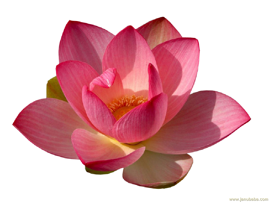 Hdpng - Water Lily, Transparent background PNG HD thumbnail